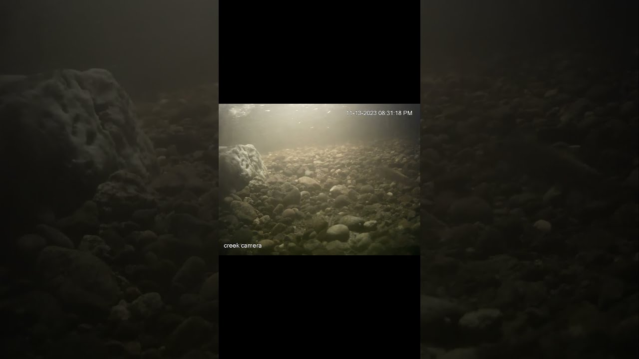 Lunker salmon lurking in the back 