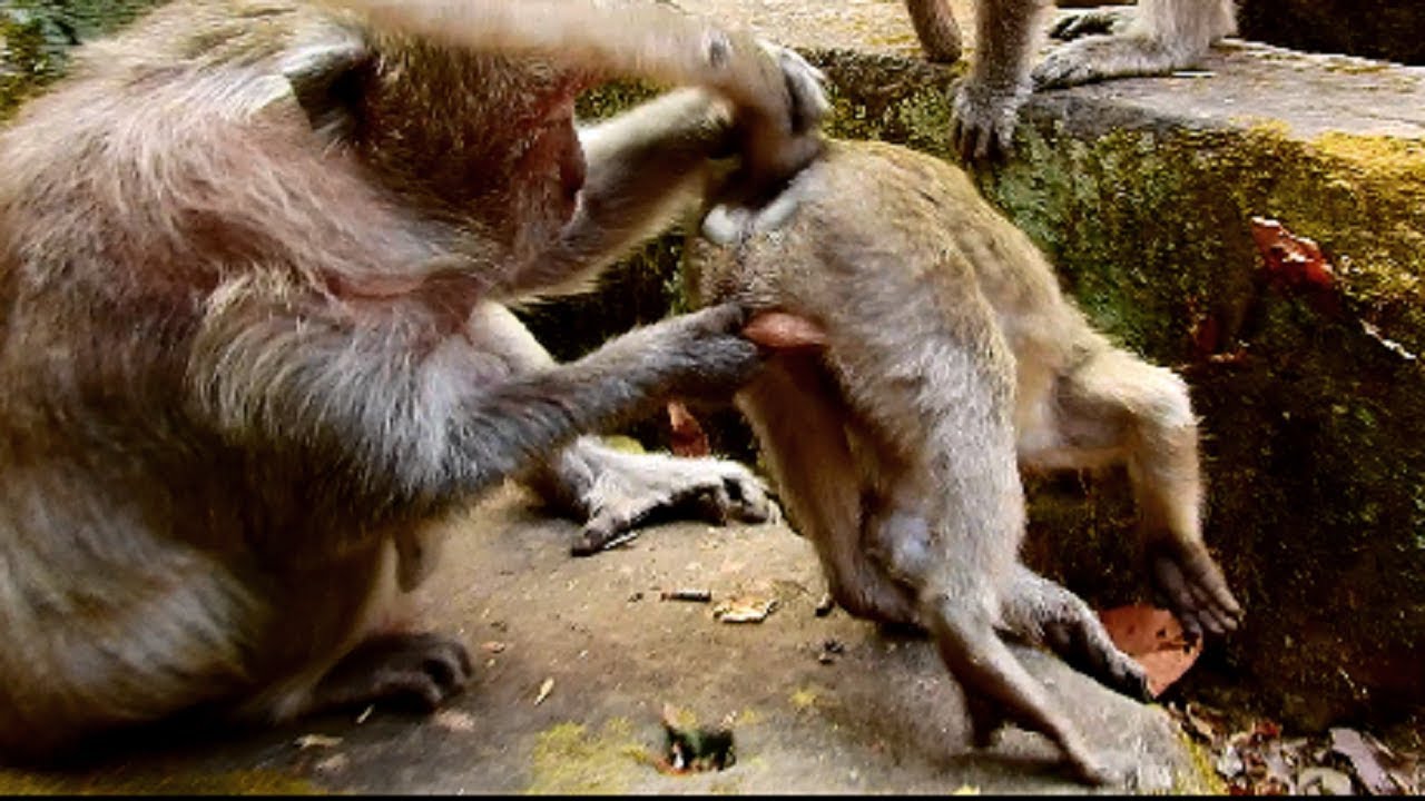 terrify !!!! Tima fight poor Jessie cruelty cos maltreat baby Timo, Monkey argue seriously