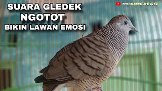 PERKUTUT LOKAL GACOR SUARA GLEDEK NGOTOT BIKIN LAWAN EMOSI 