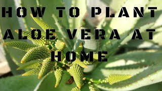 How to plant your aloe vera at home.