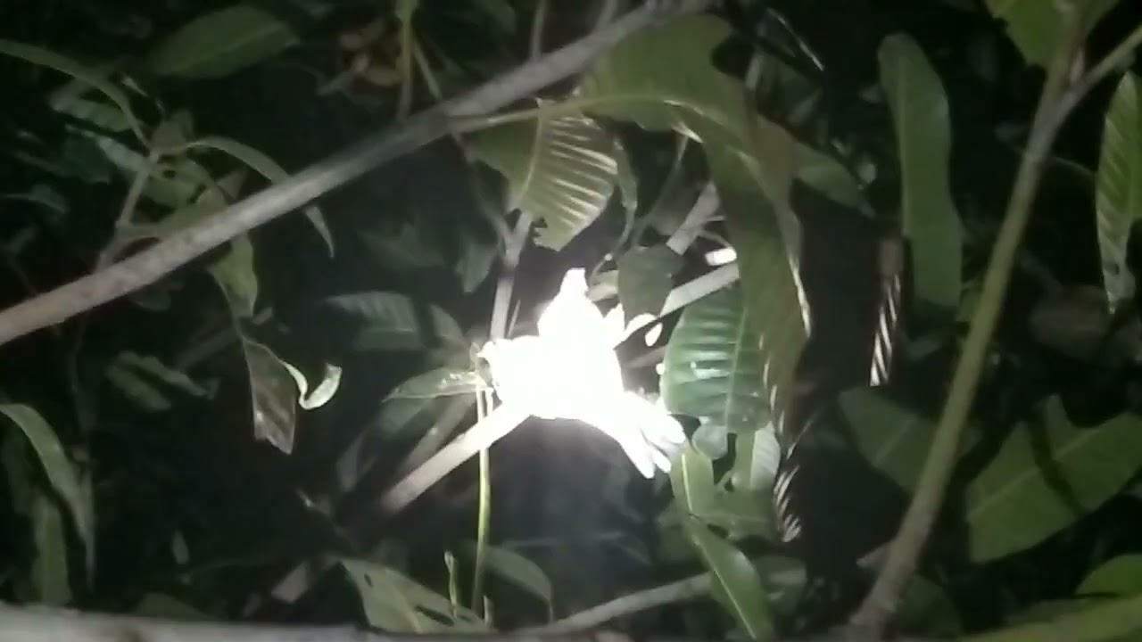 cara nangkap burung perkutut jantan pakai lidi sawit