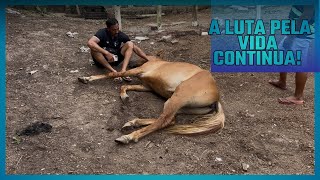 Mais Um Dia Lutando Pela Vida Do Cavalo