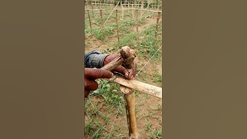 Making Frame in Pointed Gourd Field #shorts