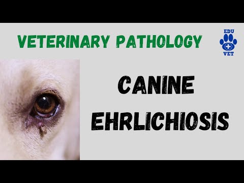 Videó: Ehrlichiosis Kutyáknál