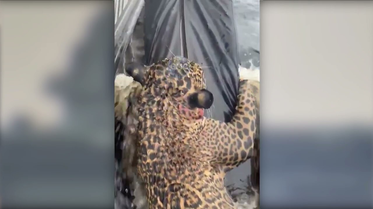 Ягуар был спасен после нескольких часов борьбы в Рио-Негро в Манаусе, Бразилия.