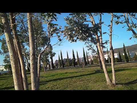Videó: Eukaliptusz Gunna (vagy Hannah)