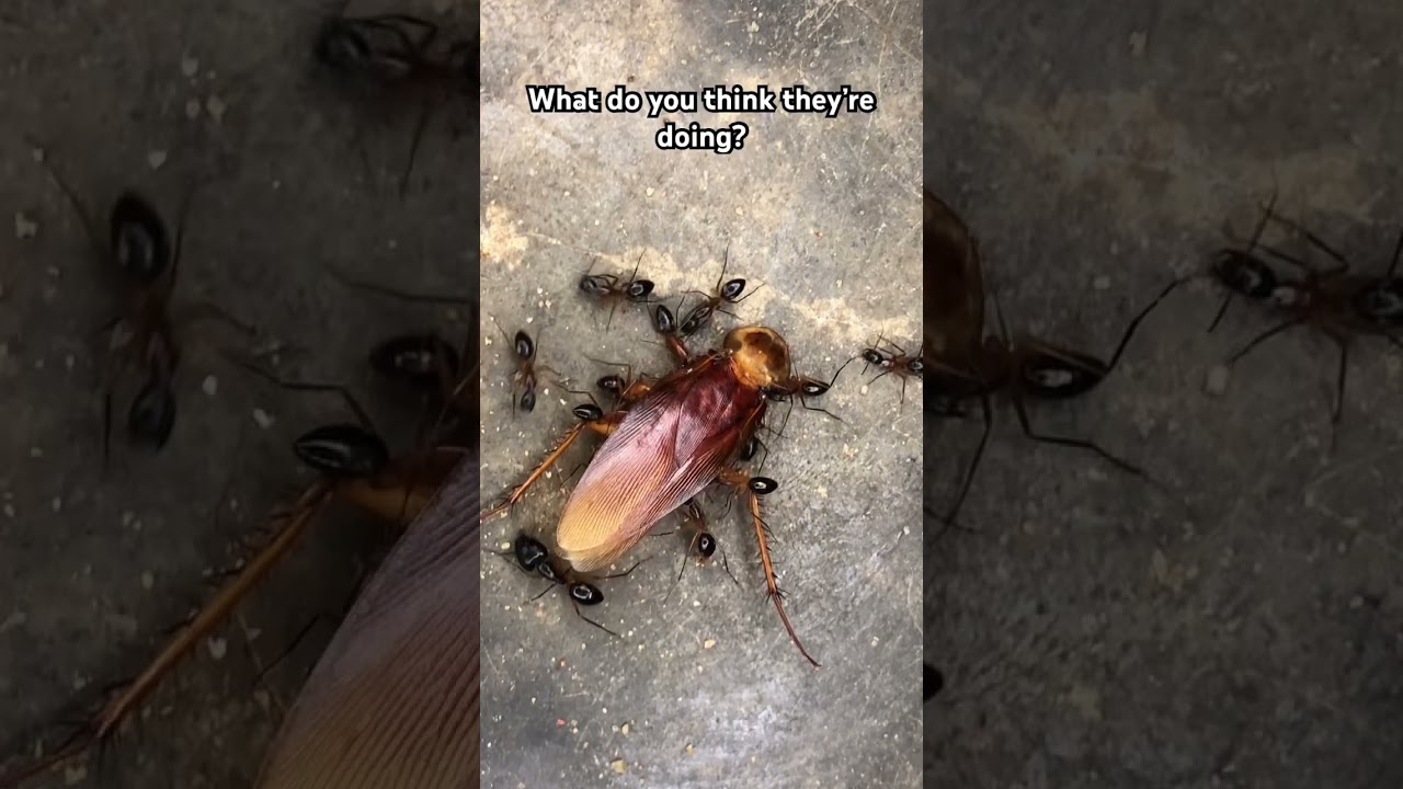 Ant 🐜 and cockroach 🪳 trying to feed 
