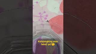 Makhluk misterius, laba2 tapi mirip kalajengking🤔🧐 #shorts #short #viral#video #animals #hewan