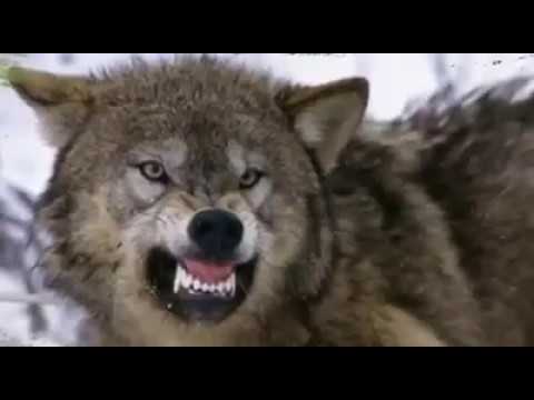 Βίντεο: Ποιος μπορεί να ονομαστεί λύκος με ρούχα προβάτου