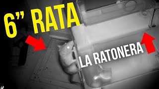 ENORME INFESTACIÓN de ratas, 6 ratas superaron la trampa pegajosa...¿Podemos atraparlos..