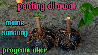 cara membuat bonsai sancang mame dari setekan