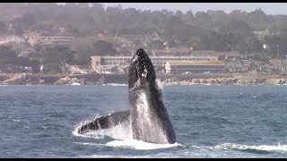 A collection of Whale Watching video taken from the Monterey Bay