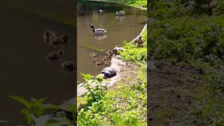 Enten, Küken und Schildkröten. #teich #nature #shorts