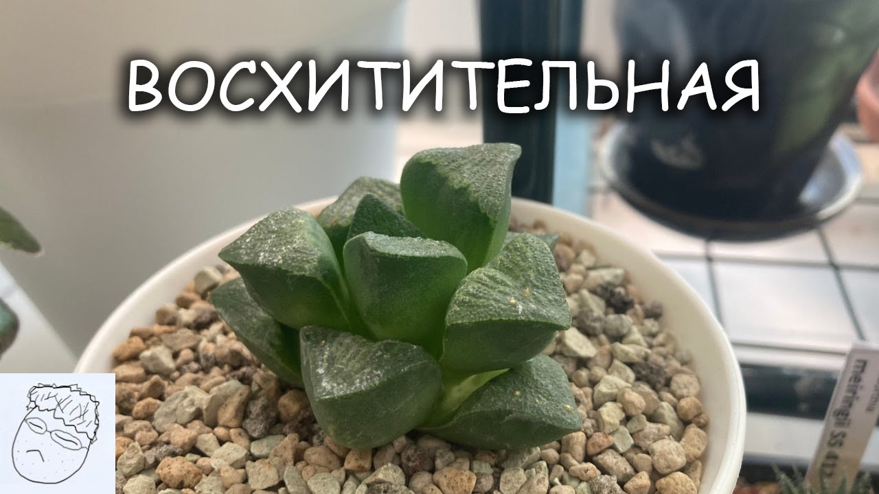 Прекрасная хавортия ретуза. Удивительный суккулент