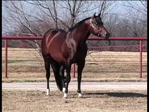 Zips Chocolate Chip All-Time Leading Sire of AQHA Western Pleasure Horses -  YouTube