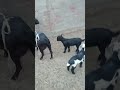 tedy goats with kids #virlvideo #goat #beautifullgoats #goatfarming #animals #whitegoat