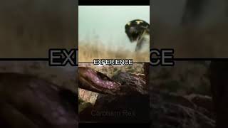 boa vs python