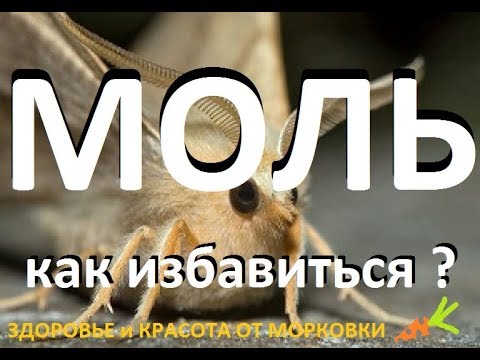 МОЛЬ как избавиться
