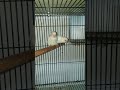 Lovebirds | Albino | طيور الحب | Pombinhos 😍 | Muhabbet kuşları 🕊🕊 | @SSSBirdsAviary #lovebirds