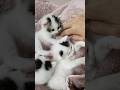 末っ子はだいぶおてんば娘のようです🤣 #cat #子ネコ #gatto #kitten #cutecat #子猫 #kitty #保護猫 #エウレカねこ部 #pets #animals