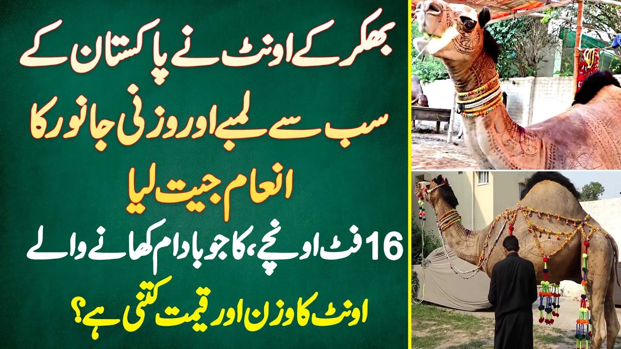 Bhakar Ke Oont Ne Pakistan Ke Sab Se Lambe Or Heavy Weight Janwar Ka Prize Jeet Lia