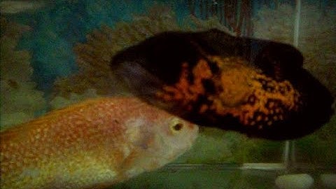 Các loại cá cảnh nước ngọt phổ biến dễ nuôi nhất ,