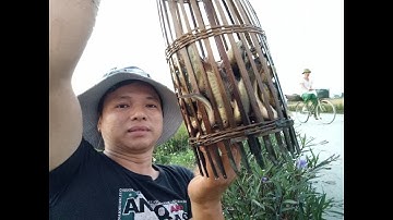 Kỷ lục bẫy cá rô đồng cá vào lưng một rọ thấy mà phát mê.