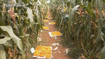 CÁCH XÁC ĐỊNH THỜI ĐIỂM THU HOẠCH NGÔ/BẮP LẤY HẠT