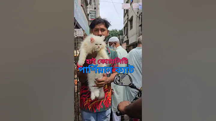 Video 11084431: persian cat kitten, quality persian cat, persian cat male