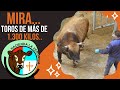 MIRA...   TOROS DE MÁS DE 1300 KILOS...