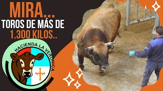 MIRA...   TOROS DE MÁS DE 1300 KILOS...