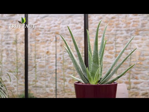 Vídeo: Qui pot trasplantar les meves plantes?