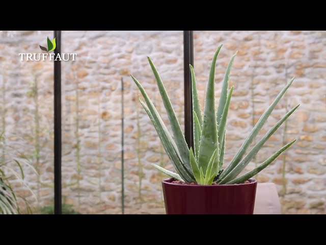 Plante d'intérieur Aloès Vera – Jardinerie Fortier