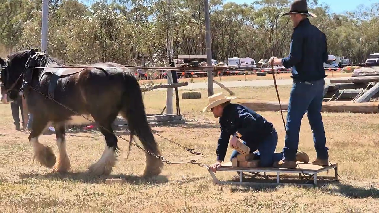A Clydesdale, sled & bricks. What? Barellan Good Old Days Festival, New South Wales, Australia