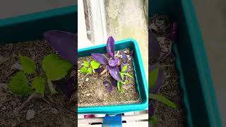 Mor Telgraf Çiçeği