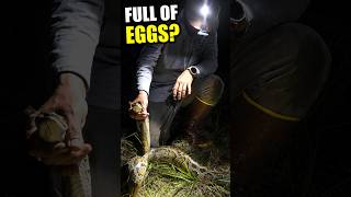 How Can You Tell a Python Is Full of Eggs