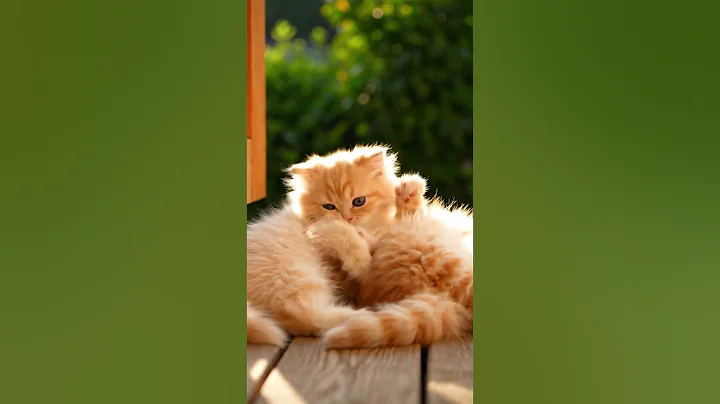 Video 10991461: persiancat persiankitten, persian kittens cutekittens, persiankitten catlovers, kitten gently