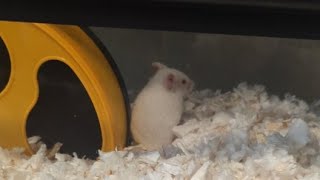 Come name a Hamster! | Fundraising for Munchies Place