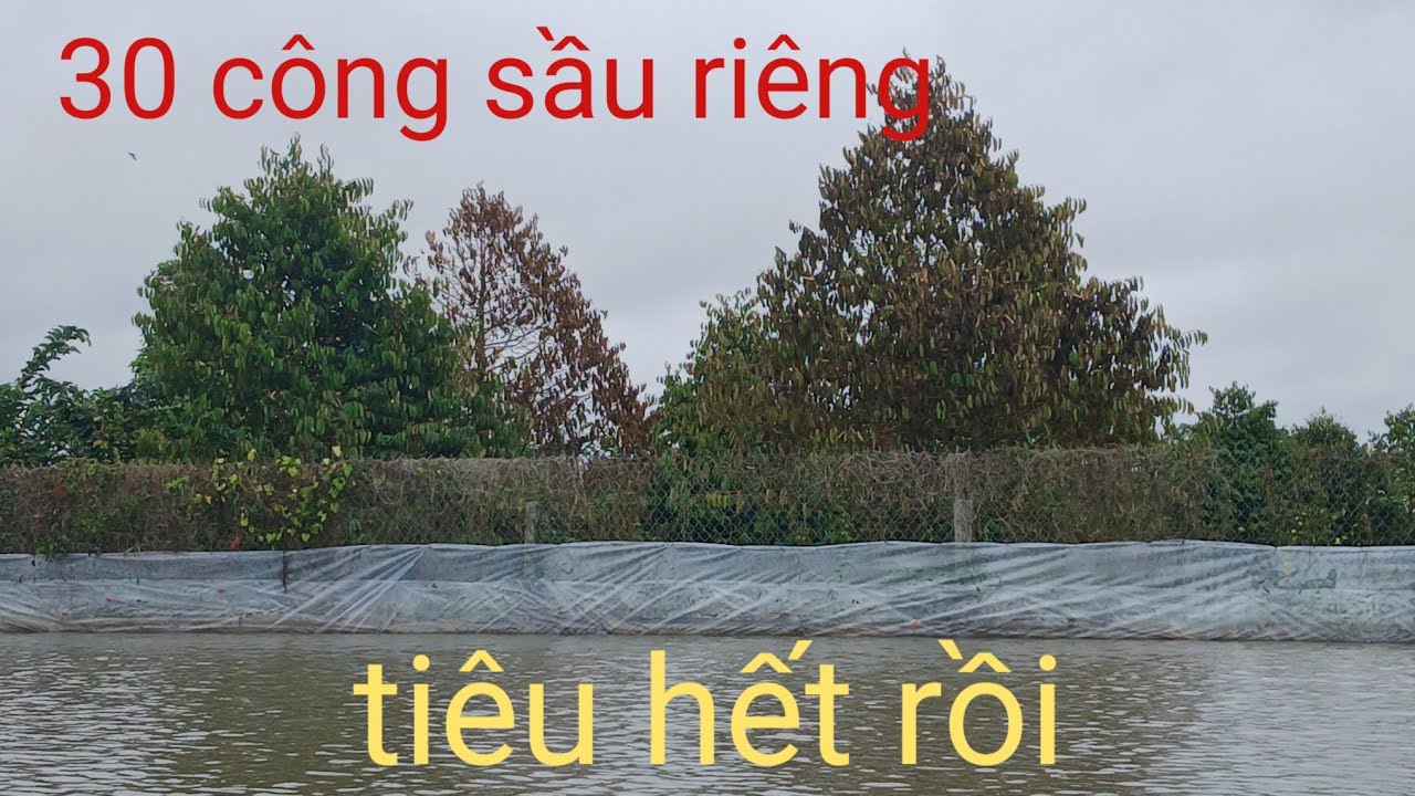 30 công sầu riêng chuẩn bị để trái ngập nước chết gần hết luôn