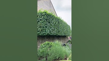 Trimming up some pleached hornbeams  #shorts  #trending #architecture #transformation #lifestyle