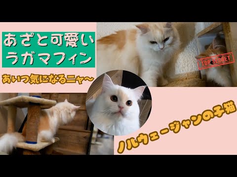 あざと可愛いラガマフィンのスタッフ猫 遊びたいのに気になるあの子(保護猫カフェ猫の木)十三駅 cute yet cunningI'm curious about the ragamuffin cat