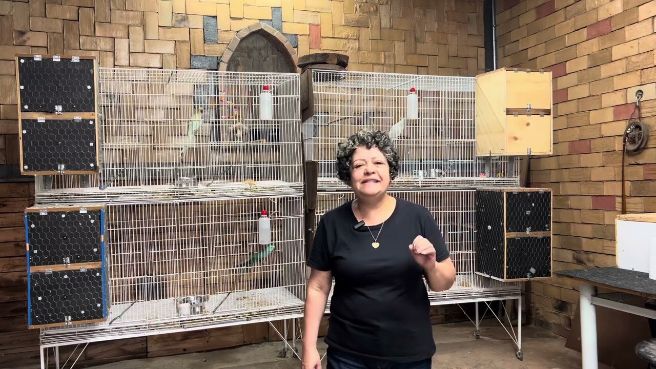 Temporada de Ring Neck com filhotes no ninho