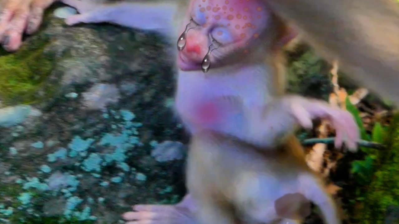 BreakingHeart!... Mommy Monkey Libby At-ta-ck_Bi-te_SI-ap_ Baby Monkey Leo Un-ti-I_Wea-k_