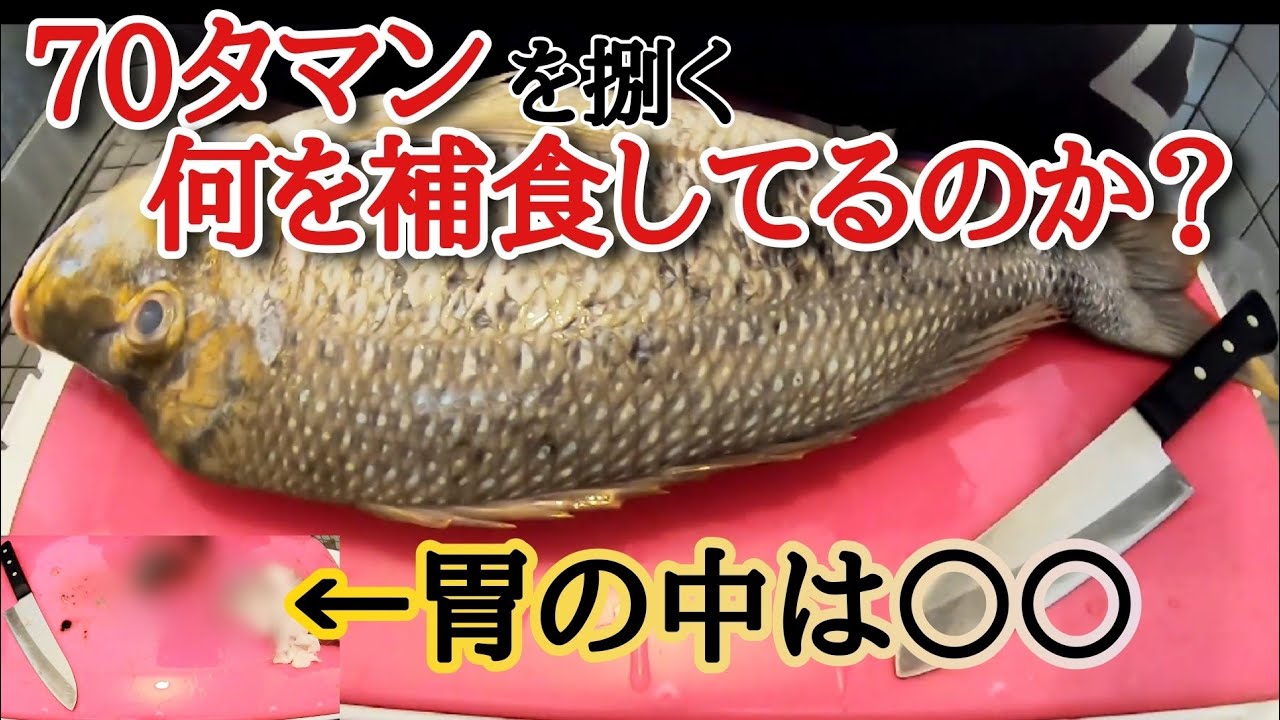 70タマン｣ 良型は何を補食してるのか捌く！！ 打ち込み釣り タマン釣り 