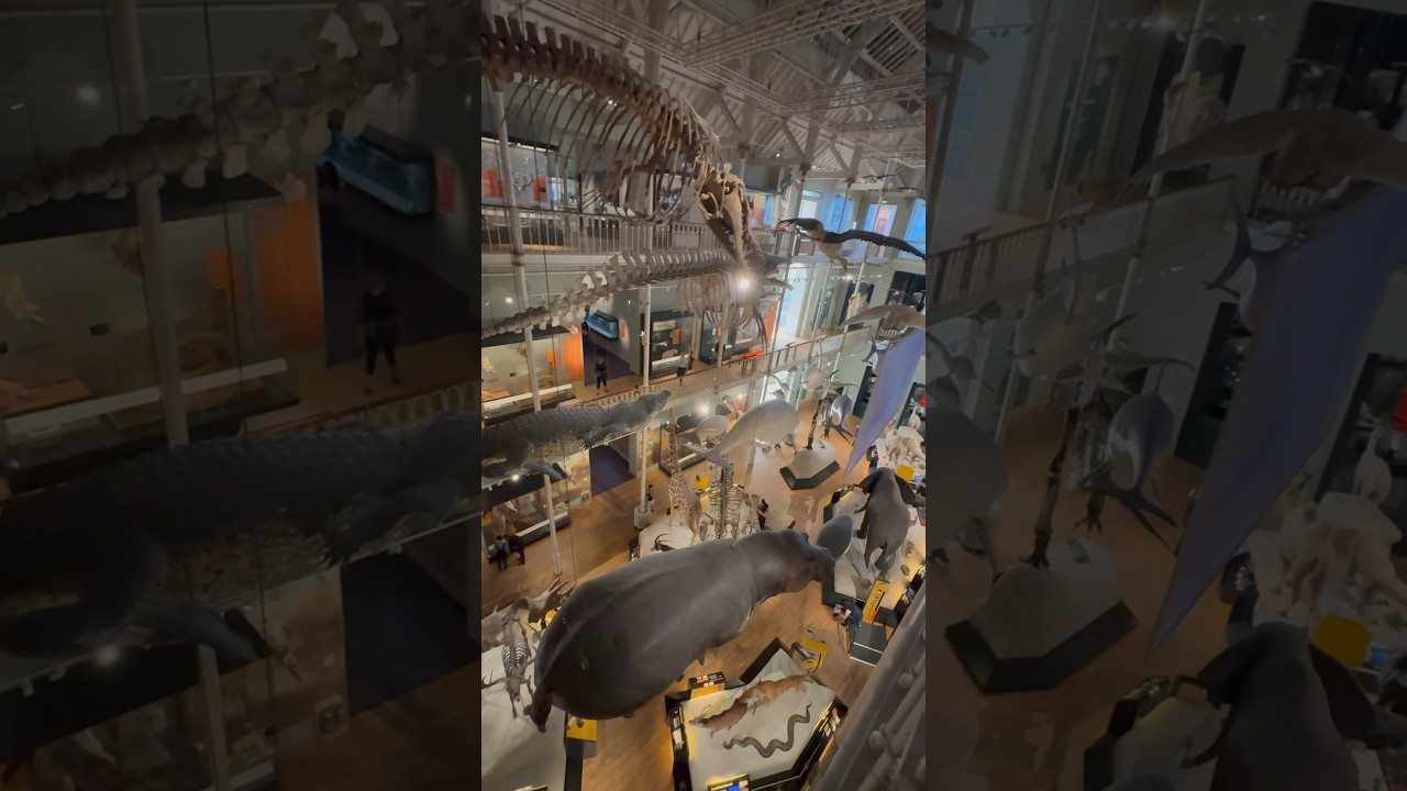 Magnificent display at the National Museum of Scotland 