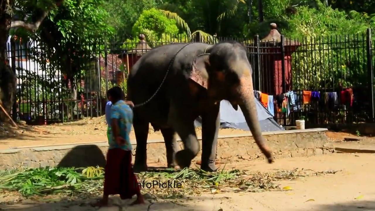 The Tusker wears Chains by Himself [[ Kandy Esala Perahera Season [[Kandy Pride