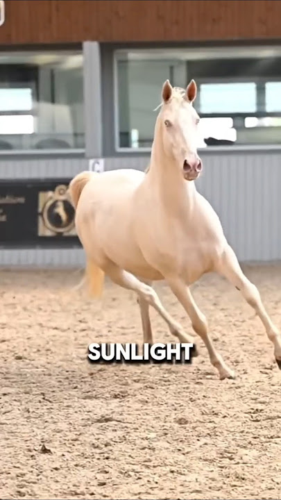 Incredible Horse Breeds That Will Leave You Speechless #horse #equestrian #facts #shorts #akhalteke