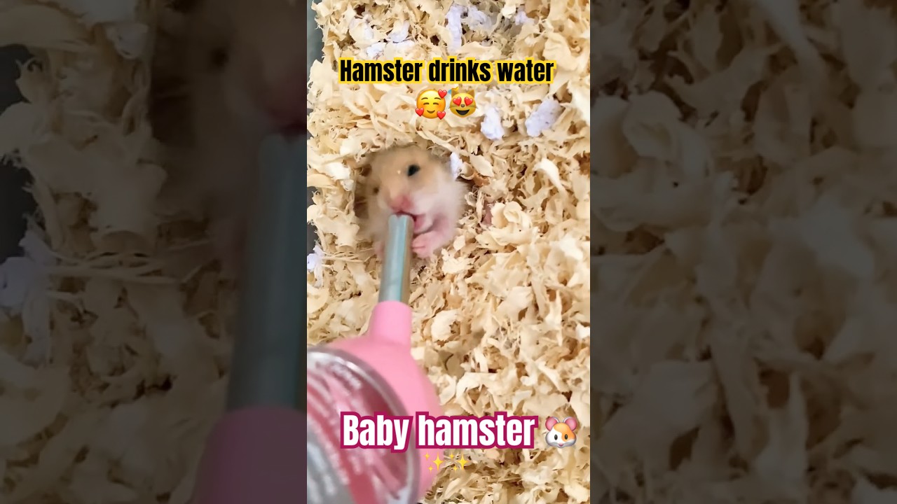 Hamster drinking in water bottle 
