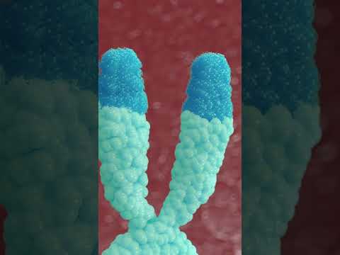 Epitalon: Debunking Telomere