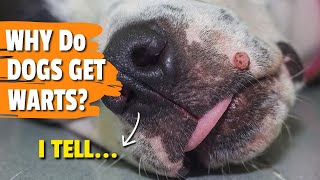 🐶❓ ¿WHY Do Dogs Get WARTS?